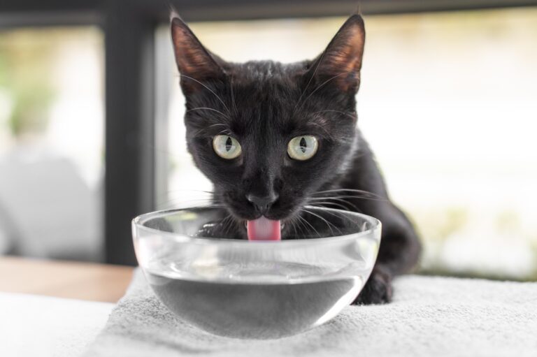 Qué son las bebidas para gatos y que beneficios tienen