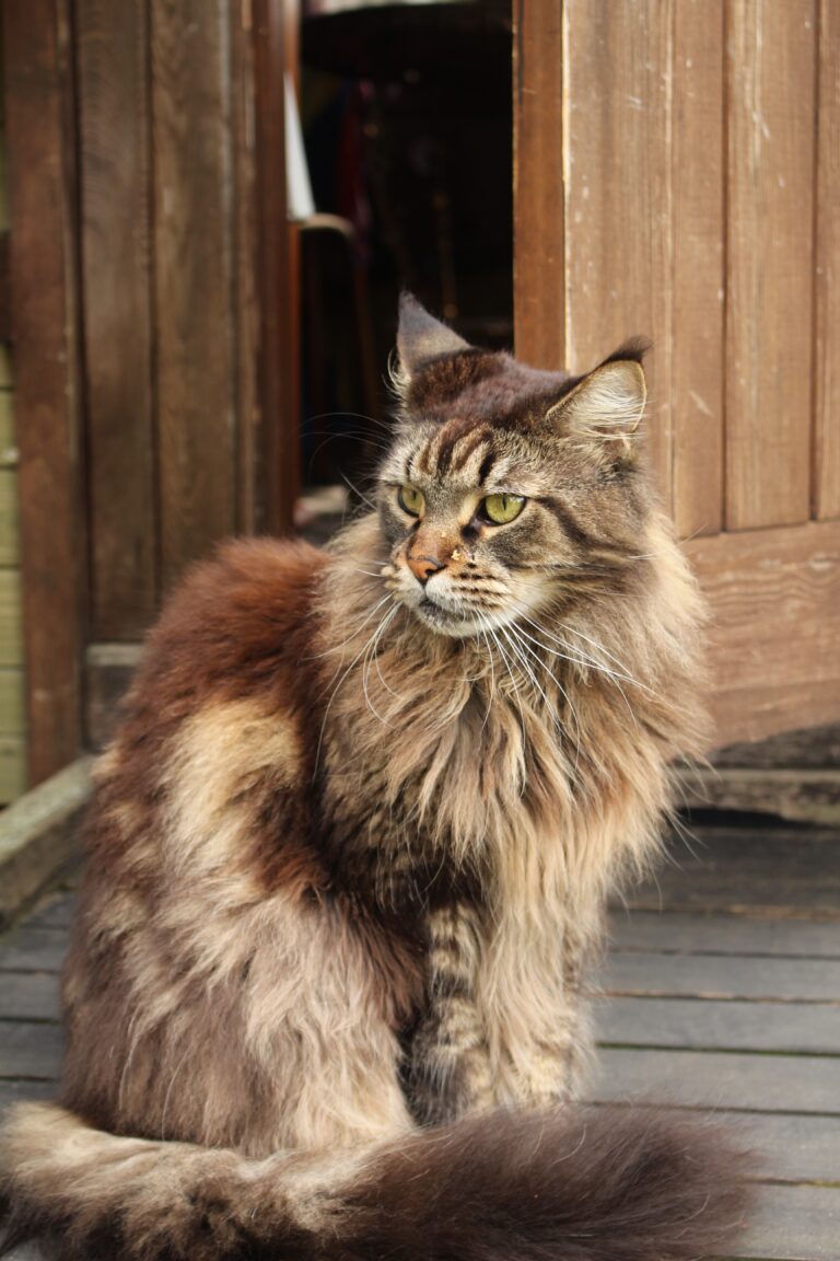 Gatos Siberianos: Majestuosidad, Carácter y Adaptabilidad