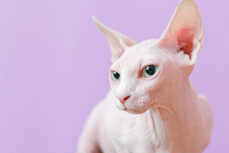 Gatos Sphynx: La Elegancia Desnuda y el Encanto Único